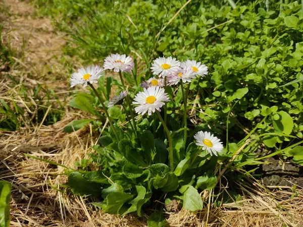 Beautiful White Daisies Lawn Park Sunny Weather — Stock Photo, Image