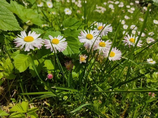 Belles Marguerites Blanches Sur Pelouse Parc Par Temps Ensoleillé — Photo