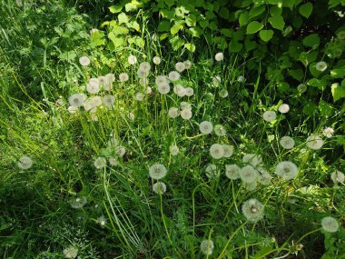 Beyaz karahindiba tomurcuğu ve sulu yeşil çimenler. Yakın plan fotoğraf. Makro fotoğrafçılık. Belarus ormanlarında yaz mevsimi.