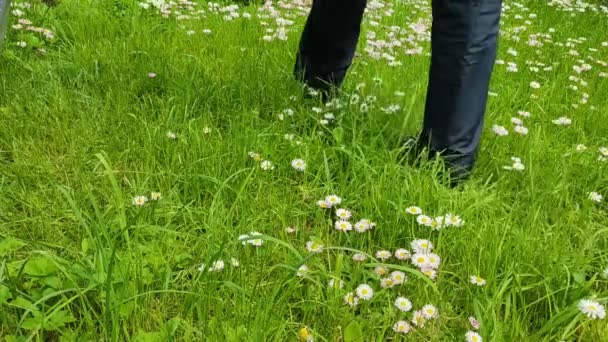 Homme Marche Dans Herbe Fleurit Dans Cour Par Temps Ensoleillé — Video