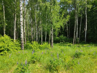 Beyaz Rusya ormanlarında güzel ve ince huş ağaçları. Genç, taze yeşil ağaçlar ve yemyeşil çimenler..