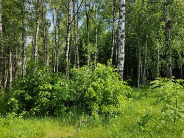 Beyaz Rusya ormanlarında güzel ve ince huş ağaçları. Genç, taze yeşil ağaçlar ve yemyeşil çimenler..