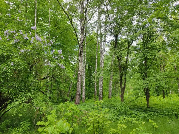 Gyönyörű Karcsú Nyírfák Fehérorosz Erdőkben Fiatal Friss Zöld Levelek Fák — Stock Fotó