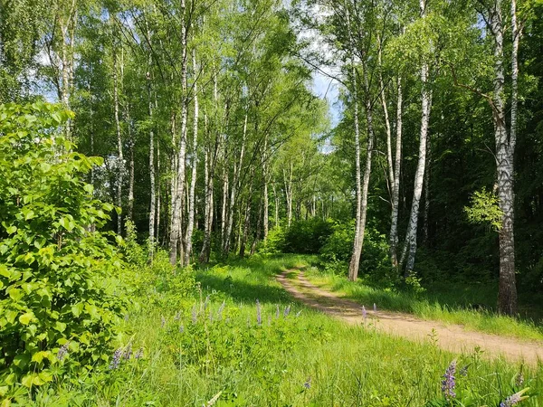 Beautiful Slender Birches Forests Belarus Young Fresh Green Leaves Trees — Stock Photo, Image