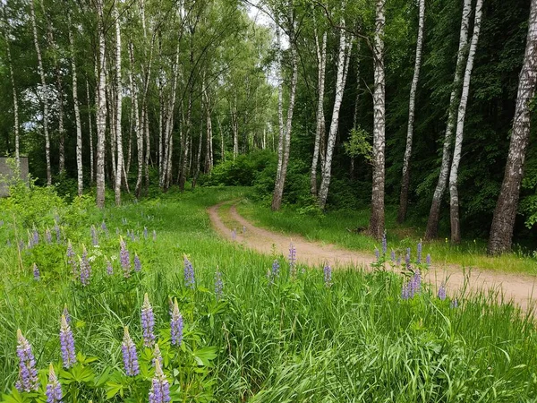 Beautiful Slender Birches Forests Belarus Young Fresh Green Leaves Trees — Stock Photo, Image