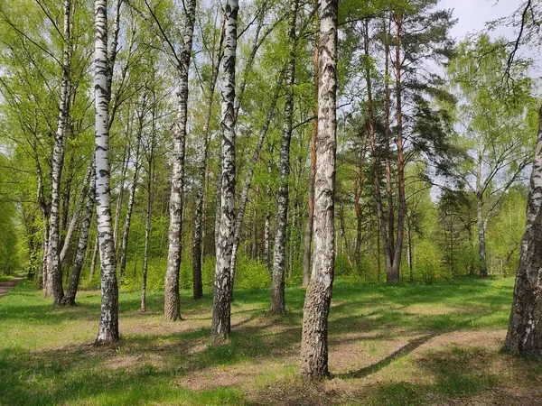 Gyönyörű Karcsú Nyírfák Fehérorosz Erdőkben Fiatal Friss Zöld Levelek Fák — Stock Fotó