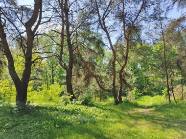 Belarus ormanlarında muhteşem ve güçlü çamlar. Genç, taze yeşil ağaçlar ve yemyeşil çimenler..