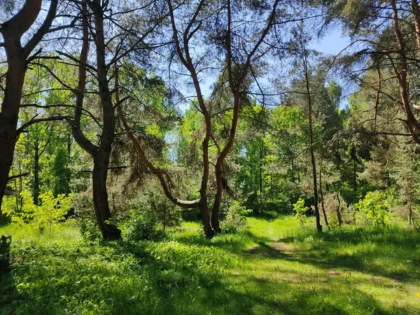 Захватывающие Мощные Сосны Лесах Беларуси Молодые Свежие Зеленые Листья Деревьев — стоковое фото