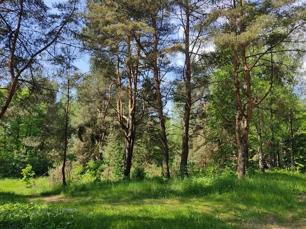 Spectacular Powerful Pines Forests Belarus Young Fresh Green Leaves Trees — Stock Photo, Image