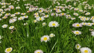 Flowers of beautiful daisies in the wind. Video on the lawn in the park, against the background of green, lush grass, in sunny weather.