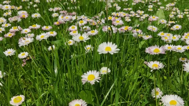 Kwiaty Pięknych Stokrotek Wietrze Wideo Trawniku Parku Tle Zielonej Bujnej — Wideo stockowe