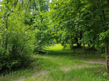 Belarus ormanlarının güzel manzarası. Orman kenarındaki fotoğraf. Genç, taze yeşil ağaçlar ve yemyeşil çimenler..