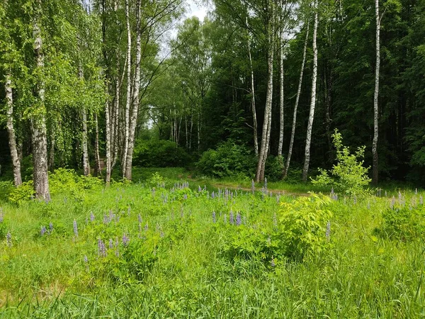 Beautiful Slender Birches Forests Belarus Young Fresh Green Leaves Trees — Stock Photo, Image