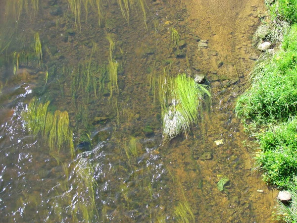Зеленая Пышная Трава Берегу Озера Солнечное Летнее Утро Лугу Реки — стоковое фото