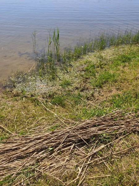 Grünes Üppiges Gras Ufer Des Sees Sonniger Sommermorgen Auf Einer — Stockfoto