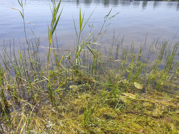 湖の岸に緑豊かな草 川沿いの牧草地で晴れた夏の朝 絵のように美しい田園風景 — ストック写真