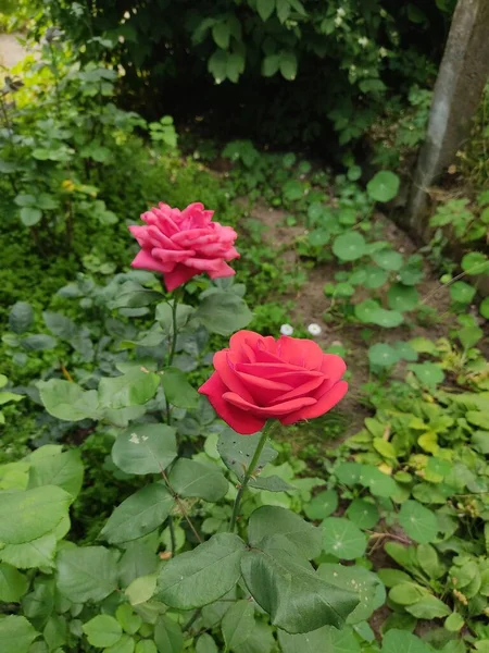 壮観な赤いバラのクローズアップ そうだ 緑の葉を背景に繊細なバラの花びら — ストック写真