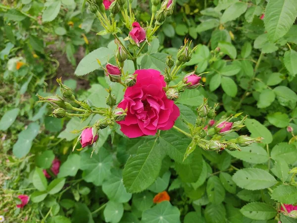 壮観な赤いバラのクローズアップ そうだ 緑の葉を背景に繊細なバラの花びら — ストック写真