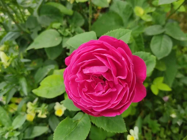 Spektakulär Röd Ros Närbild Delikata Rosenblad Bakgrund Gröna Blad Sommartid — Stockfoto