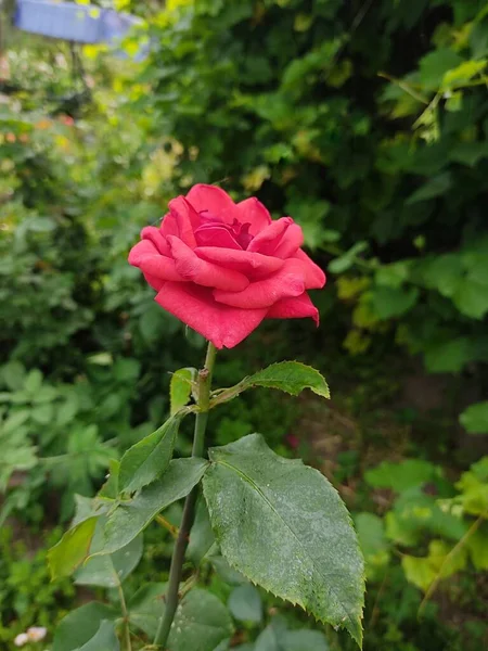 壮観な赤いバラのクローズアップ そうだ 緑の葉を背景に繊細なバラの花びら — ストック写真