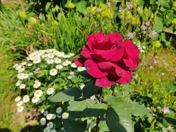 Захватывающая Красная Роза Крупным Планом Нежные Лепестки Роз Фоне Зеленых — стоковое фото