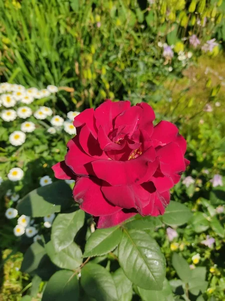 壮観な赤いバラのクローズアップ そうだ 緑の葉を背景に繊細なバラの花びら — ストック写真