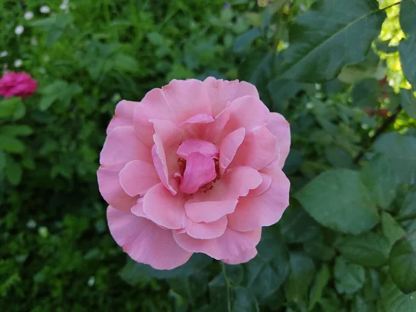 Espectacular Rosa Roja Cerca Delicados Pétalos Rosa Sobre Fondo Hojas —  Fotos de Stock