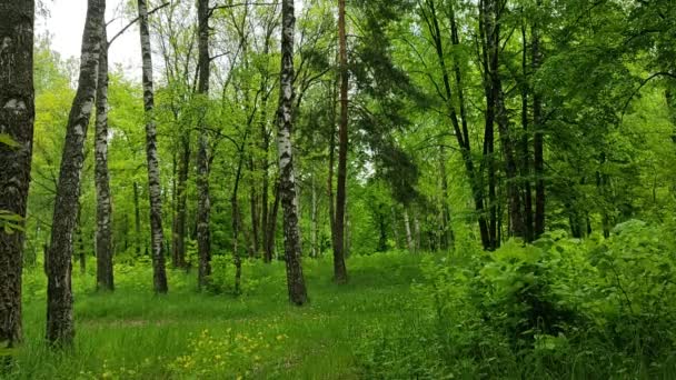 白俄罗斯森林中美丽的风景 森林边缘的视频 嫩绿的树叶 郁郁葱葱的绿草 Futazhi Your Projects — 图库视频影像