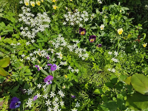 Petites Marguerites Blanches Saxifrage Sur Fond Herbe Verte Luxuriante Photo — Photo