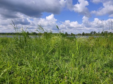 Gölün su yüzeyinde yemyeşil çimenler ön planda ve kümülüs bulutlu mavi bir gökyüzü. Hafta sonunun fotoğrafı, güneşli bir havada..