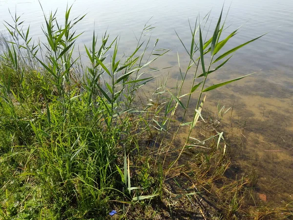 Die Wasseroberfläche Des Sees Mit Üppigem Grünem Gras Vordergrund Und — Stockfoto