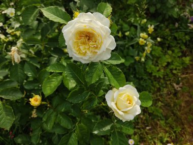 Gösterişli pembe gül yakın plan. Yeşil yaprakların arka planında narin gül yaprakları. Fotoğraf sonbaharda, sıcak ve güneşli bir günde çekildi. Makro fotoğrafçılık.
