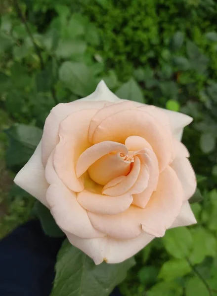 Auffallend Rosa Stieg Aus Nächster Nähe Auf Zarte Rosenblätter Auf — Stockfoto