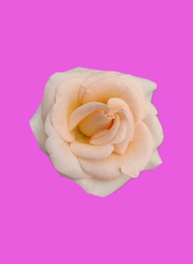 Pembe arka planda muhteşem bir pembe gül. Bir çiçek tomurcuğunun yakın plan fotoğrafı..