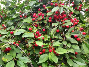 Ağaç dalında kırmızı kiraz, yeşil yaprakların arka planında. Belarus 'tan sulu böğürtlen fotoğrafı. Vejetaryenlik ve sağlıklı gıda kavramı.