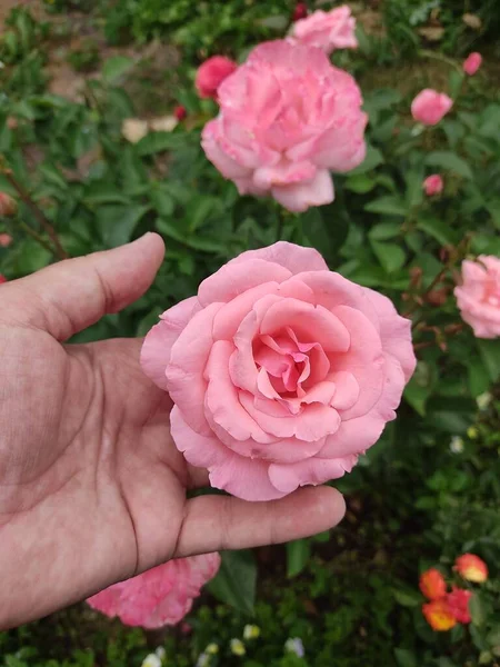 緑色のジューシーな葉を背景に 男の手に鮮やかなピンクの花びらを持つ美しい大きなバラ 近くで何が起きているのでしょうか 夏は晴れ — ストック写真