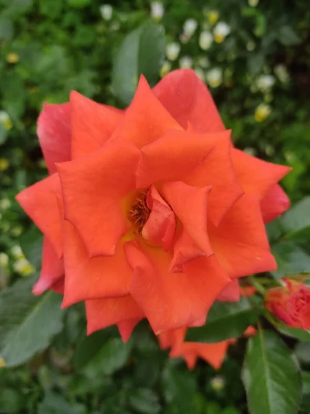 Spettacolare Primo Piano Rosa Rossa Delicati Petali Rosa Uno Sfondo — Foto Stock