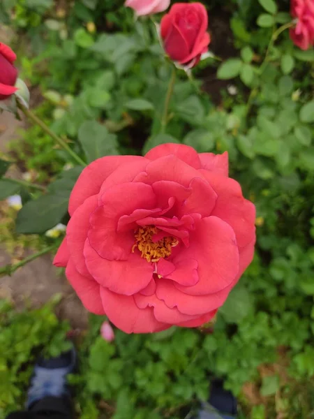 壮観な赤いバラのクローズアップ そうだ 緑の葉を背景に繊細なバラの花びら — ストック写真