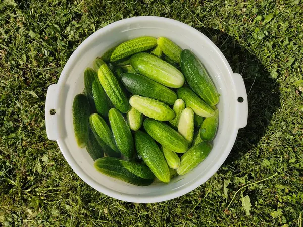 Reife Grüne Gurken Einer Plastikschüssel Nahaufnahme Landwirtschaftliche Produkte Öko Vegetarische — Stockfoto