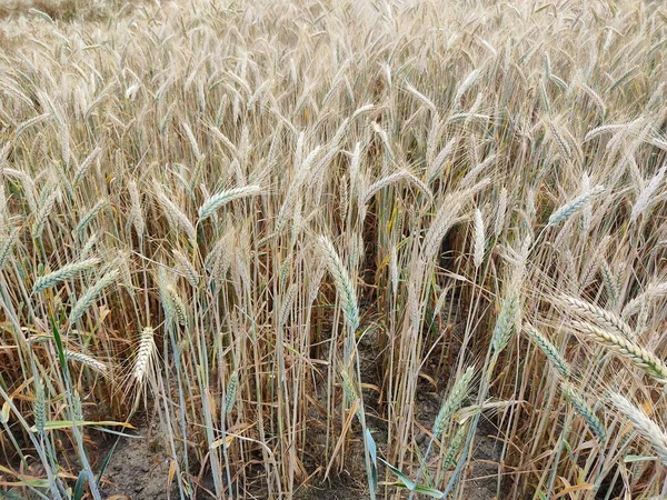 Oren Van Rogge Close Foto Genomen Tijdens Oogst Een Roggeveld — Stockfoto