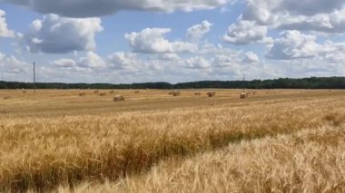 Tarım alanında olgunlaşmış çavdar. Çavdarın kulakları rüzgârda çırpınıyor. Hasat devam ediyor. Belarus 'tan yaz video görüntüleri.