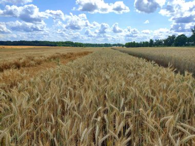 Tarımsal bir yaz tarlasında olgun çavdar. Çavdarın kulakları rüzgârda çırpınıyor. Belarus 'tan bir yaz manzarasının fotoğrafı..