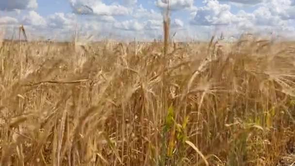 Ripe Rogge Landbouwgebied Oren Van Rogge Fladderen Wind Oogst Bezig — Stockvideo