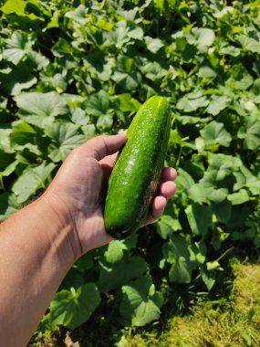 Bahçedeki yeşil yaprakların arka planına karşı bir adamın elindeki taze büyük salatalık. Güneşli havalarda yakın plan fotoğraf.