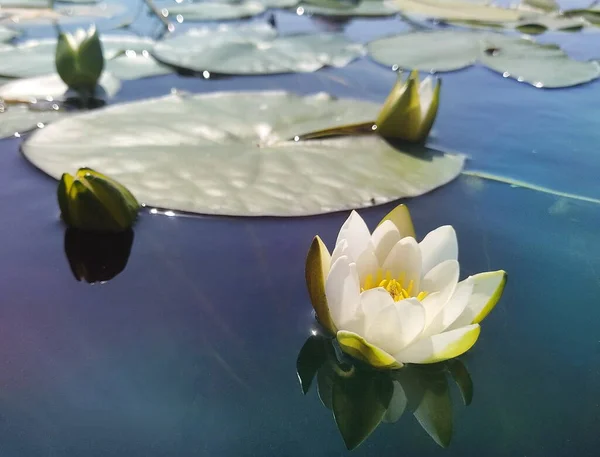 Bunga Bakung Air Putih Atas Air Dengan Daun Hijau Besar — Stok Foto