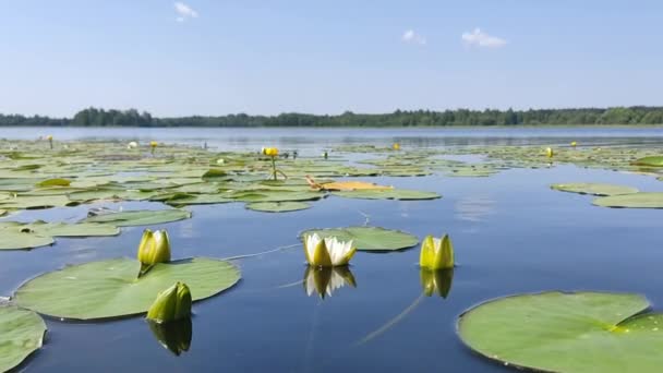 大きな緑色の葉を持つ水の上に白い睡蓮 晴れた夏の天気のビデオ映像 — ストック動画
