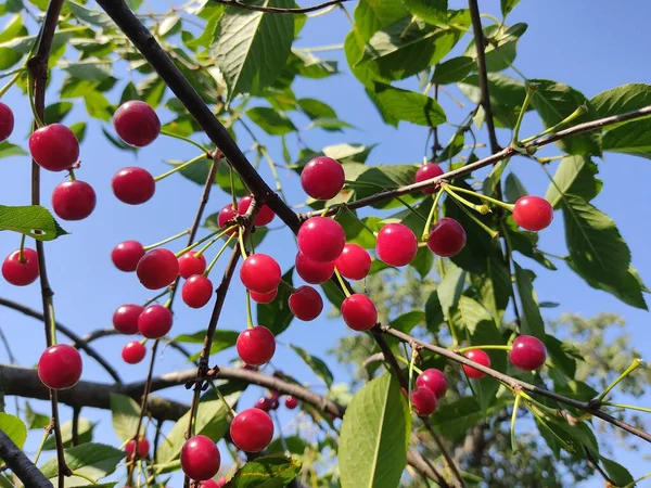 Red Cherry Tree Branch Background Green Leaves Photo Juicy Berries — Stock Photo, Image