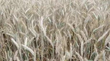 Tarım alanında olgunlaşmış çavdar. Çavdarın kulakları rüzgârda çırpınıyor. Hasat devam ediyor. Belarus 'tan yaz video görüntüleri.