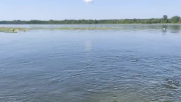 Bulles Air Surface Lac Qui Montent Fond Boueux Surface Eau — Video