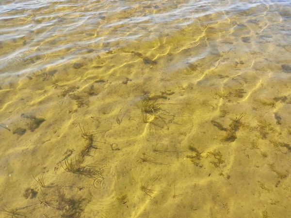 Fundo Transparente Lago Com Ramos Plantas Subaquáticas Verdes Areia Amarela — Fotografia de Stock